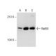 Rad50 Antibody (13B3/2C6) - Western Blotting - Image 145752