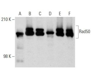 Rad50 Antibody (G-2) - Western Blotting - Image 144579 