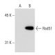 Rad51 Antibody (51RAD01) - Western Blotting - Image 53034 