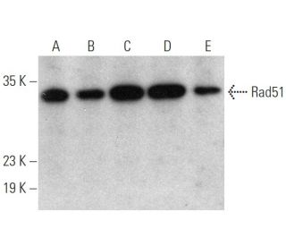 Rad51 Antibody (F-11) - Western Blotting - Image 360058 