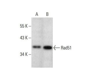 Rad51 Antibody (G-9) - Western Blotting - Image 351999 