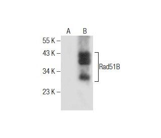 Rad51B Antibody (D-12) - Western Blotting - Image 281870 