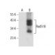 Rad51B Antibody (D-12) - Western Blotting - Image 281870 