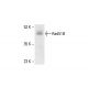 Rad51B Antibody (D-12) - Western Blotting - Image 412045