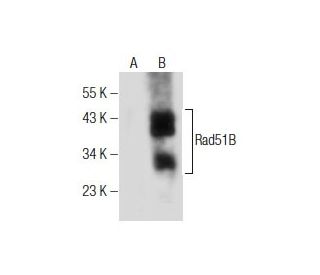 Rad51B Antibody (F-12) - Western Blotting - Image 281868 