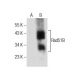 Rad51B Antibody (F-12) - Western Blotting - Image 281868 