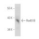 Rad51B Antibody (F-12) - Western Blotting - Image 389382