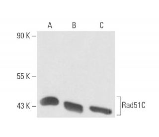 Rad51C Antibody (2H11) - Western Blotting - Image 15531