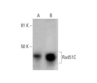 Rad51C Antibody (F-11) - Western Blotting - Image 289024 