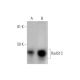 Rad51C Antibody (F-11) - Western Blotting - Image 289024 
