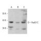Rad51C Antibody (F-11) - Western Blotting - Image 385195
