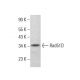 Rad51D Antibody (5A8/4) - Western Blotting - Image 382353