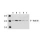 Rad51D Antibody (5B3/6) - Western Blotting - Image 14735 