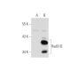 Rad51D Antibody (5B3/6) - Western Blotting - Image 60123 