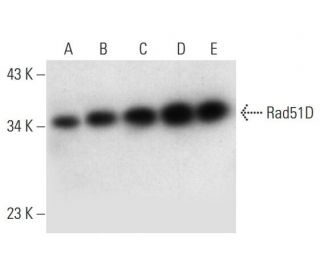 Rad51D Antibody (C-1) - Western Blotting - Image 309600 