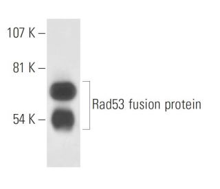 Rad53 Antibody (A-9) - Western Blotting - Image 15688