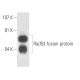Rad53 Antibody (A-9) - Western Blotting - Image 15688