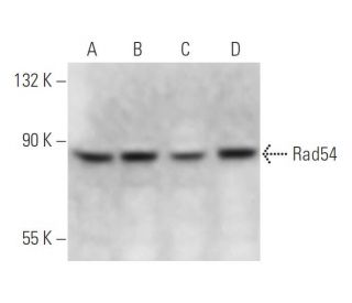 Rad54 Antibody (4E3/1) - Western Blotting - Image 12872 
