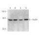 Rad54 Antibody (4E3/1) - Western Blotting - Image 12872 