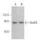Rad54 Antibody (4E3/1) - Western Blotting - Image 360157