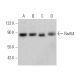 Rad54 Antibody (A-4) - Western Blotting - Image 360158 
