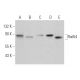Rad54 Antibody (A-4) - Western Blotting - Image 362300