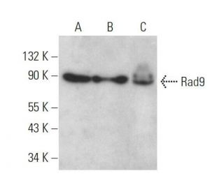 Rad9 Antibody (A-4) - Western Blotting - Image 359144 
