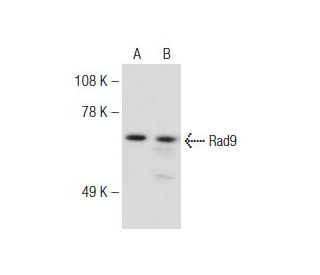Rad9 Antibody (B-6) - Western Blotting - Image 149081 