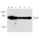 Rad9 Antibody (B-8) - Western Blotting - Image 149080 