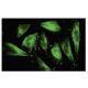 Radical Fringe Antibody (18-K2) - Immunofluorescence - Image 35666