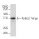 Radical Fringe Antibody (18-K2) - Western Blotting - Image 34128 