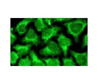 RAET1G Antibody (6D10) - Immunofluorescence - Image 15897 