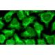 RAET1G Antibody (6D10) - Immunofluorescence - Image 15897 
