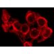 RAET1G Antibody (6D10) - Immunofluorescence - Image 142986