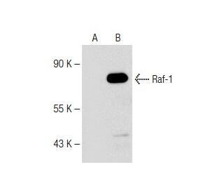 Raf-1 Antibody (E-10) - Western Blotting - Image 147822