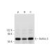 Raftlin-2 Antibody (F-7) - Western Blotting - Image 320956 