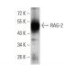 RAG-2 Antibody (4D5C7) - Western Blotting - Image 358252