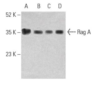 Rag A Antibody (D-1) - Western Blotting - Image 401347