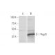 Rag B Antibody (2B8) - Western Blotting - Image 347606 