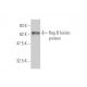 Rag B Antibody (2B8) - Western Blotting - Image 349023