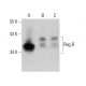 Rag B Antibody (2B8) - Western Blotting - Image 384278 