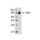 RAGE Antibody (9A11) - Western Blotting - Image 16404