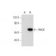 RAGE Antibody (9A11) - Western Blotting - Image 57441 