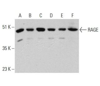 RAGE Antibody (A-9) - Western Blotting - Image 385727 