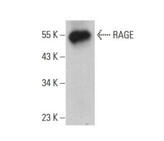 RAGE Antibody (D-5) - Western Blotting - Image 376776 