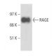 RAGE Antibody (E-1) - Western Blotting - Image 17031