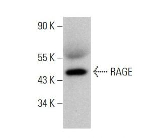 RAGE Antibody (E-1) - Western Blotting - Image 376775 
