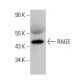 RAGE Antibody (E-1) - Western Blotting - Image 376775 