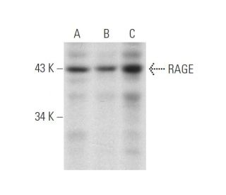 RAGE Antibody (RD9C 2) - Western Blotting - Image 137025
