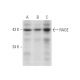 RAGE Antibody (RD9C 2) - Western Blotting - Image 137025